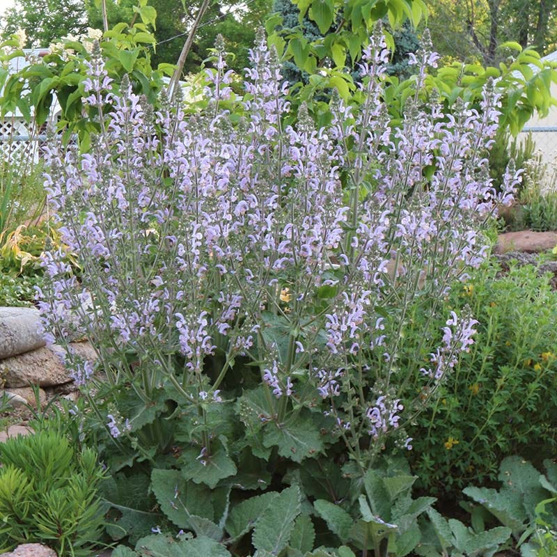 Featured Plants